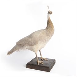 Taxidermy: Black-Shouldered Peahen (Pavo cristatus), captive bred, open display full femal...