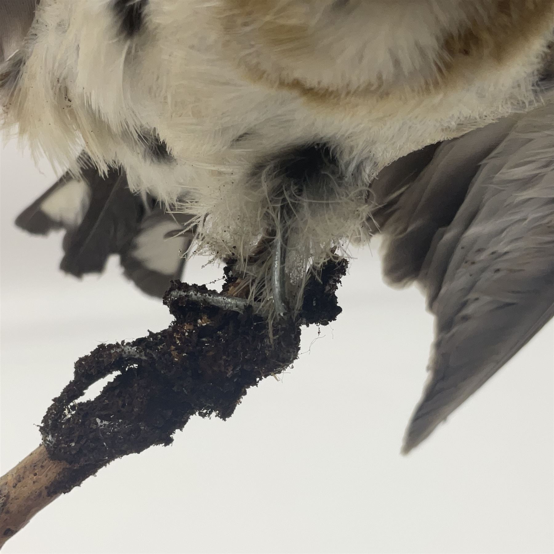 Taxidermy: European Goldfinch (Carduelis carduelis), on open display preparing to take flight, H21cm